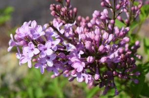 Syringa × chinensis 'Lilac Sunday'