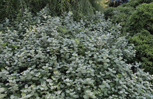 Vitex rotundifolia