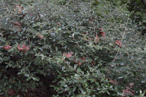 Viburnum × burkwoodii 'Conoy'