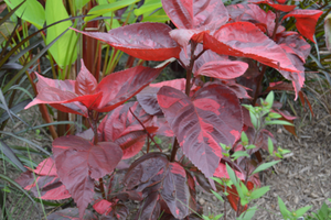 Acalypha wilkesiana