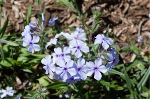 Phlox divaricata subsp. laphamii 'Chattahoochee'