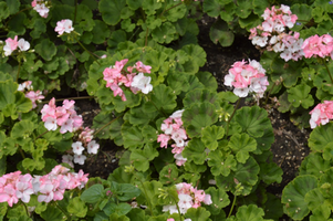 Pelargonium x hortorum 'Pinto Premium White to Rose'