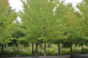 Cercidiphyllum japonicum