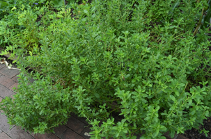 Stevia rebaudiana