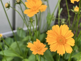 Coreopsis grandiflora 'Early Sunrise'