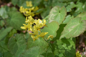 Epimedium pinnatum subsp. colchicum