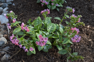 Pulmonaria 'Pretty In Pink'