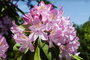 Rhododendron catawbiense 'Roseum Elegans'