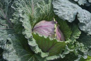 Brassica oleracea