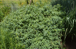 Baptisia australis