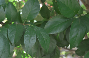 Chionanthus retusus 'Tokyo Tower'