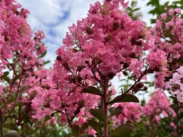 Lagerstroemia indica 'Tuscarora'