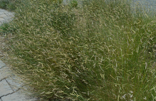 Bouteloua gracilis 'Blonde Ambition'