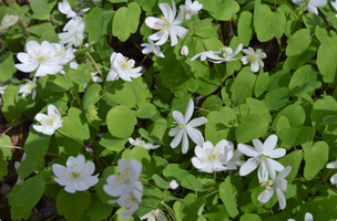 Thalictrum thalictroides