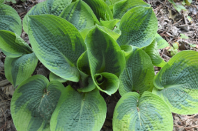 Hosta tokudama 'Flavocircinalis'