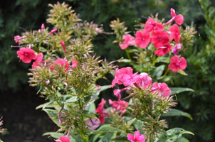 Phlox paniculata 'Grenadine Dream'