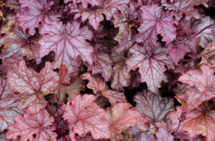 Heuchera 'Carnival Peach Parfait'