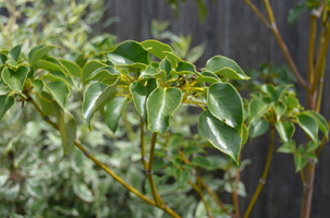 Trochodendron aralioides