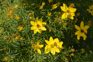 Coreopsis verticillata Moonbeam