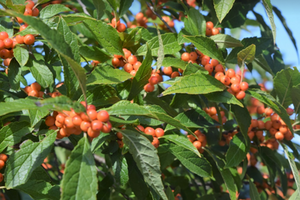 Ilex verticillata 'Winter Gold'