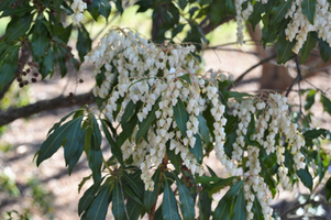 Pieris japonica 'Crispa'