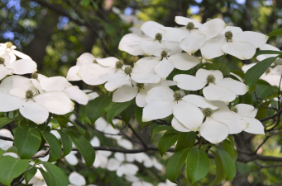 Cornus elliptica