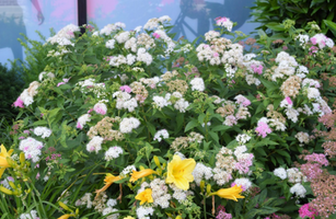 Spiraea japonica var. albiflora