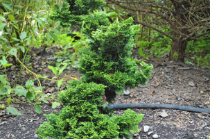 Chamaecyparis obtusa 'Dainty Doll'