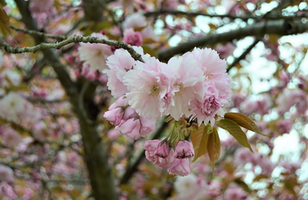 Prunus serrulata 'Kwanzan'