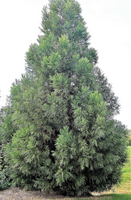 Cryptomeria japonica 'Yoshino'