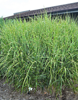 Miscanthus sinensis 'Strictus'