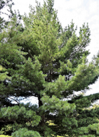 Pinus strobus