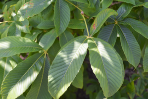 Aesculus parviflora