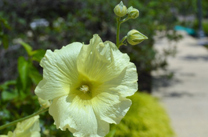 Alcea rugosa