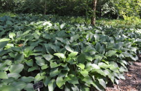 Hosta 'Krossa Regal'