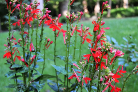 Lobelia cardinalis