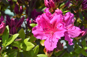 Rhododendron 'Girard's Fuchsia'