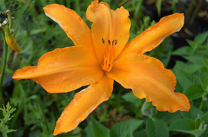 Hemerocallis 'Primal Scream'