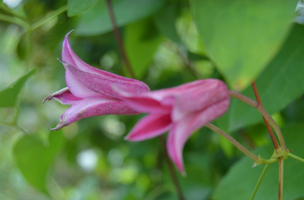 Clematis 'Duchess of Albany'