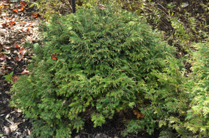 Tsuga canadensis 'Stewart's Gem'