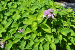 Hydrangea macrophylla 'Dooley'