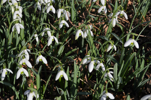 Galanthus nivalis