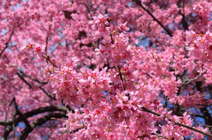 Prunus 'Okame'