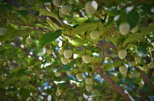 Styrax japonicus