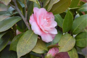 Camellia japonica 'Nuccio's Pearl'