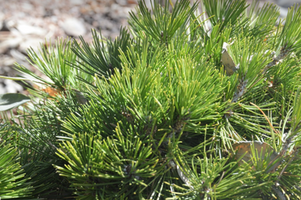 Pinus heldreichii 'Schmidtii'