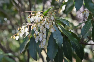 Pieris japonica 'White Cascade'