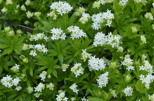 Galium odoratum