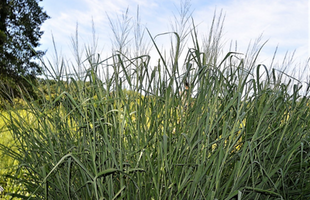 Panicum virgatum 'Dallas Blue'