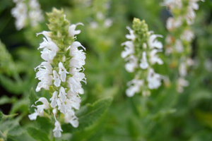 Salvia x sylvestris 'Snow Hill'